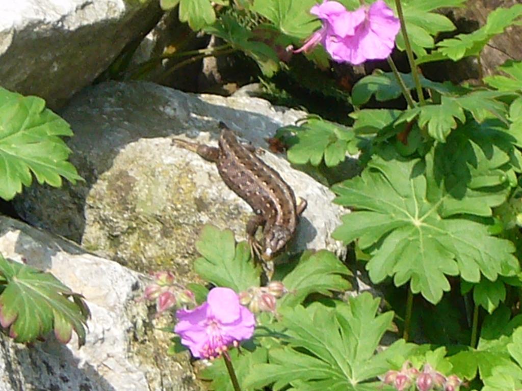 Reni'S Oase Am Bodensee Bed & Breakfast Kesswil ภายนอก รูปภาพ