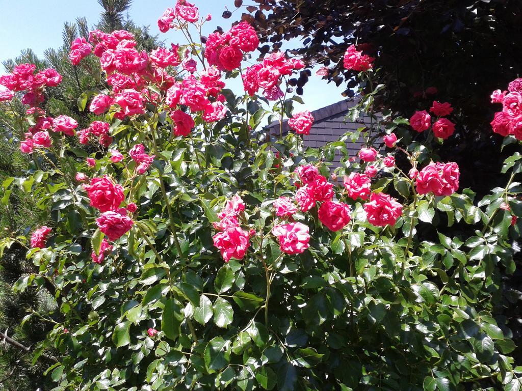 Reni'S Oase Am Bodensee Bed & Breakfast Kesswil ภายนอก รูปภาพ